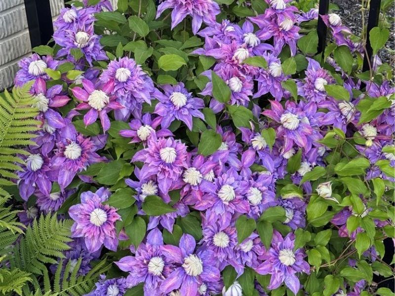 2221 Dorchester Drive, Kent, OH 44240 Photo 3