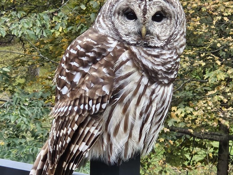 1167 Ridge Road NE, Lancaster, OH 43130 Photo 80