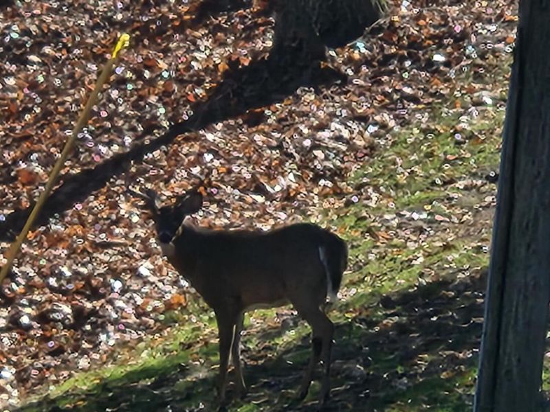 1167 Ridge Road NE, Lancaster, OH 43130 Photo 83