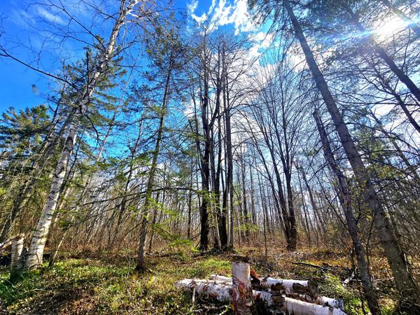 Lot #257 Sunridge Drive, Elmira, MI 49730