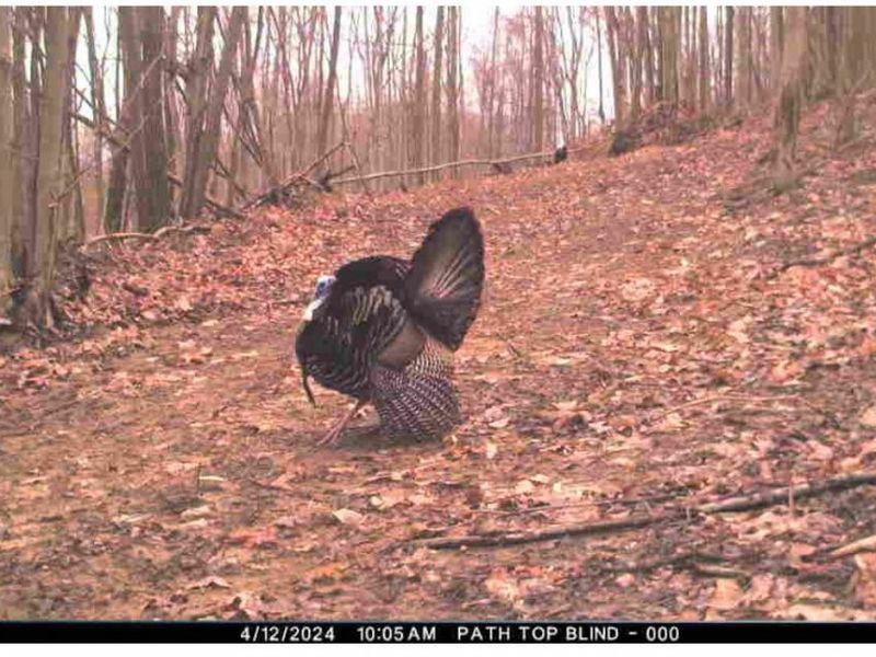 Township Road 262, Kimbolton, OH 43749 Photo 44