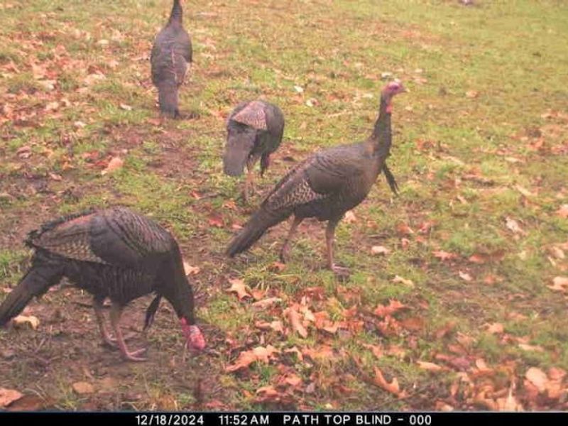 Township Road 262, Kimbolton, OH 43749 Photo 47