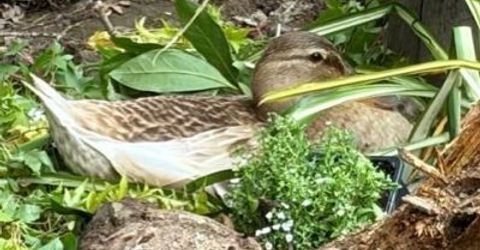 2476 Larkspur Ln #169, Unit 169, Sacramento, CA 95825 Photo