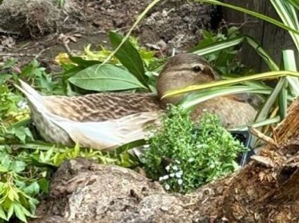 2476 Larkspur Ln #169, Unit 169, Sacramento, CA 95825 Photo