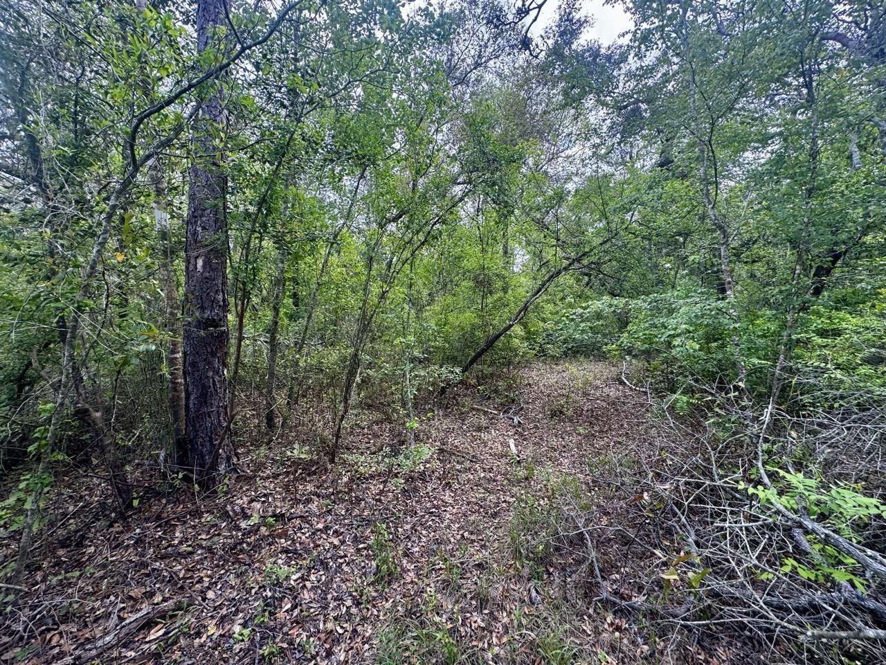 3084 NE Chervil Drive , Lee, FL 32059 Photo