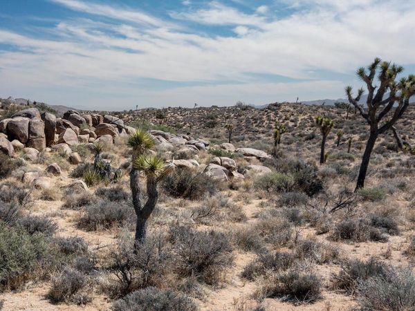 101 Hondo Street, Pioneertown, CA 92268