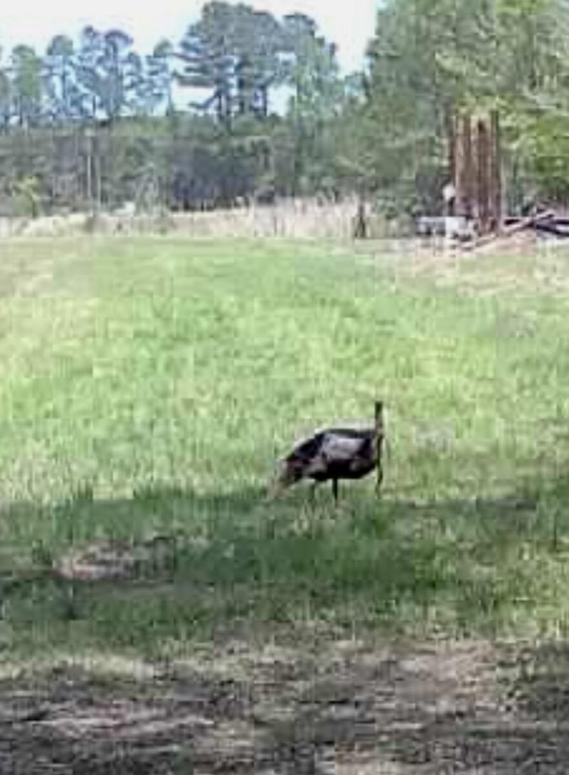 715 Nunuville Road Photo 14