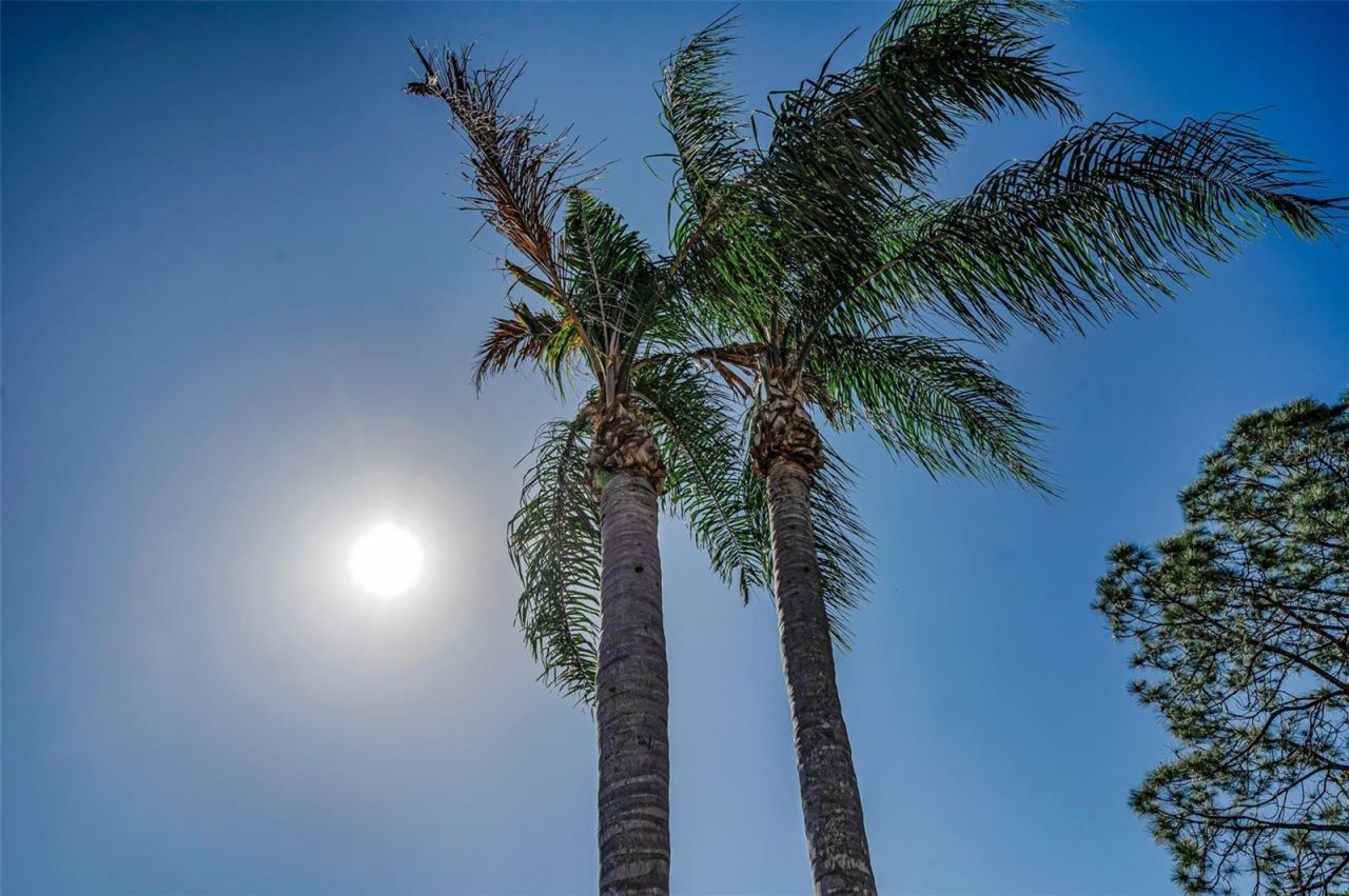 3216 Harvest Moon Drive, Palm Harbor, FL 34683 Photo