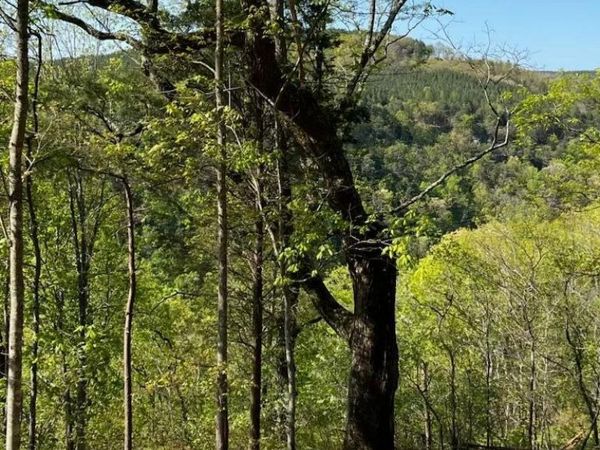 1755 Birds Eye Way, Guild, TN 37340