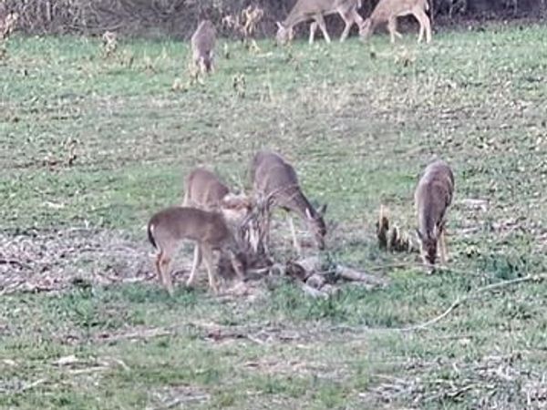 1442 Woburn Avenue, Greenville, IL 62246