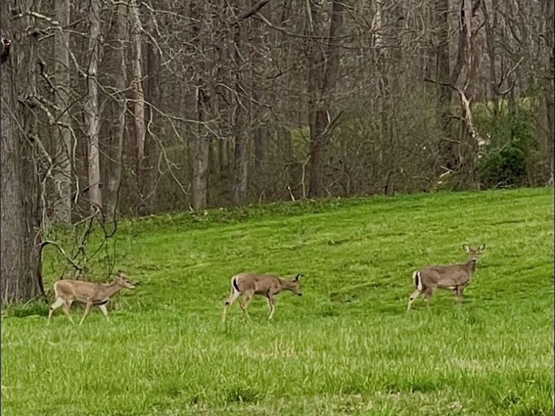 29981 Bashan Road, Racine, OH 45771 Photo 42