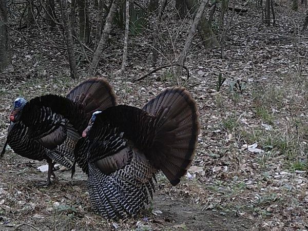Jones Vaughn Creek Rd, St Francisville, LA 70775