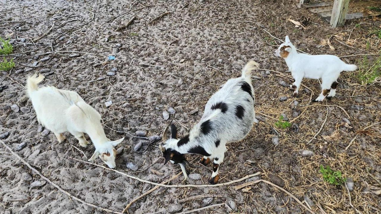 151 Elm Street , Center Hill, FL 33514 Photo