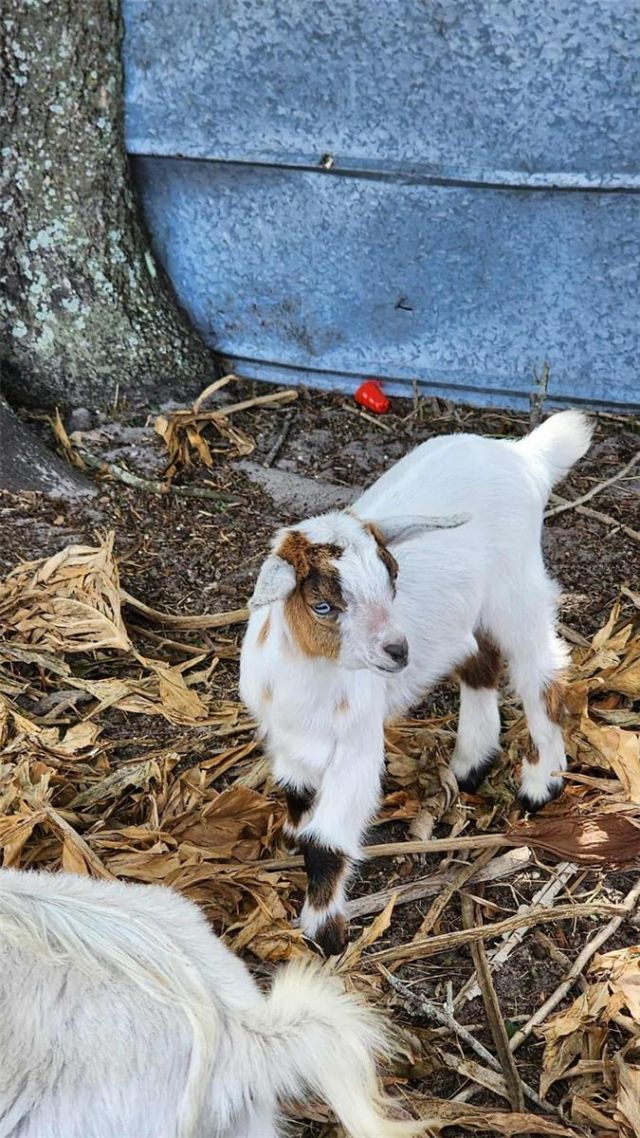 151 Elm Street , Center Hill, FL 33514 Photo