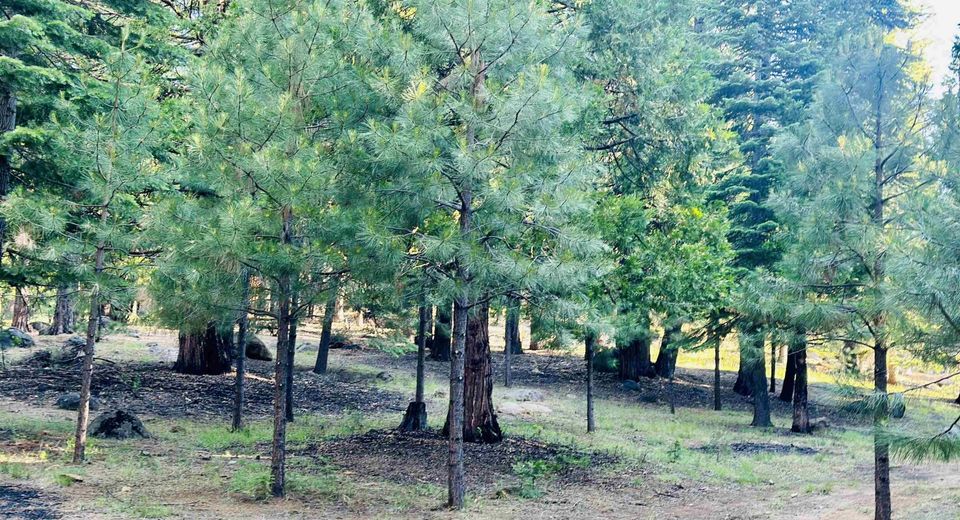 275 Osprey Loop, Lot #5, Lake Almanor, CA 96020 Photo