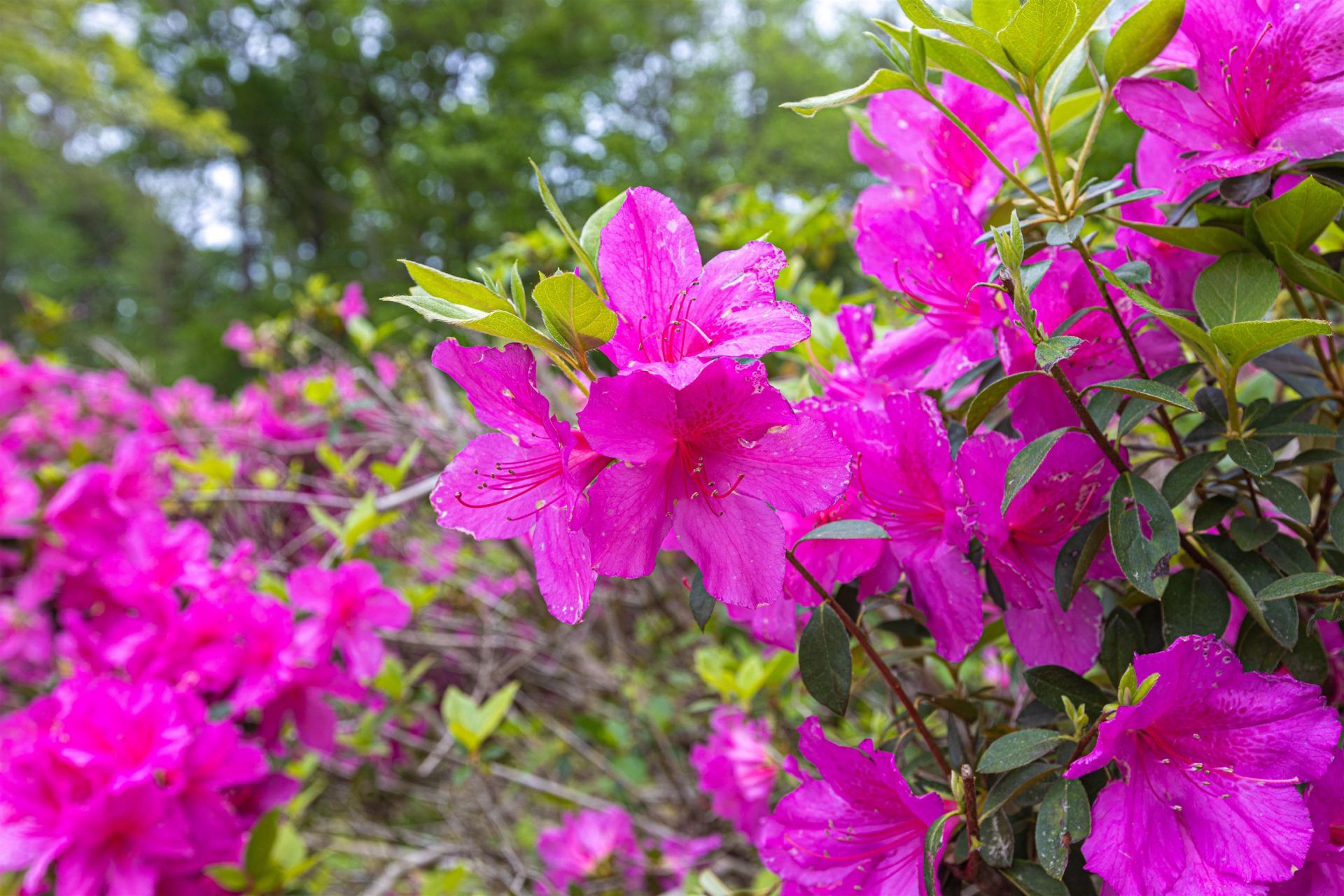 8946 Highmarket St. Photo 45