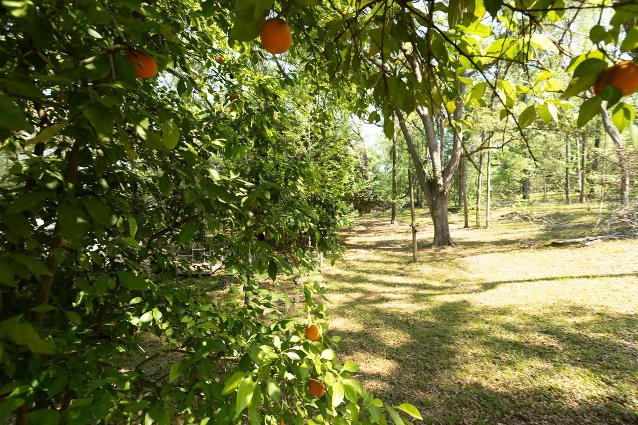 629 Smokehouse Farms Drive, Greenville, FL 32331 Photo