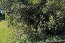 928 Valley Street photo 4