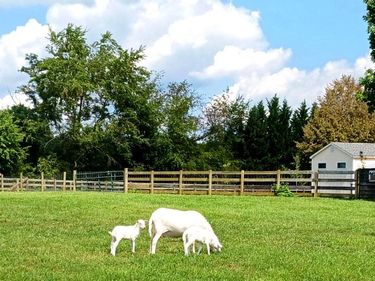 867 KIBLER ROAD, QUICKSBURG, VA 22847