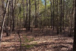 0 0 East Old Camden Hwy photo 4