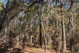 0 0 East Old Camden Hwy photo 4