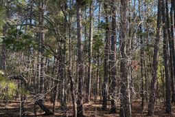 0 0 East Old Camden Hwy photo 4