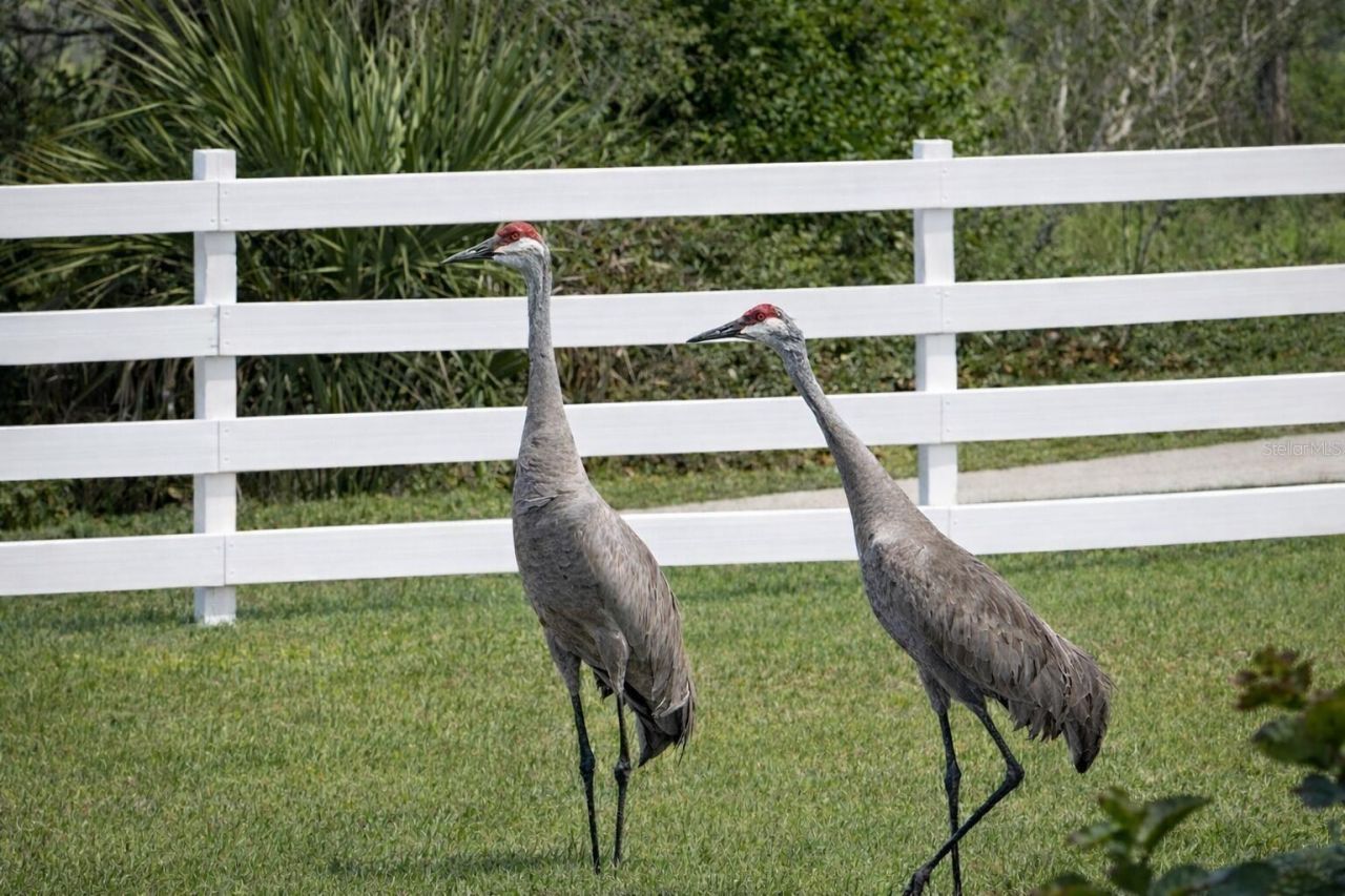 33015 Sahara Court, Sorrento, FL 32776 Photo