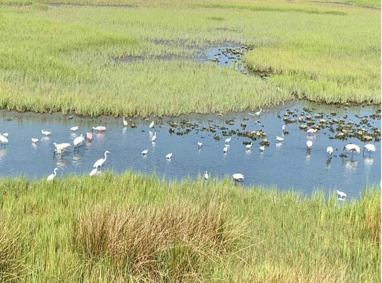 135 Marshland Ct. Photo 6