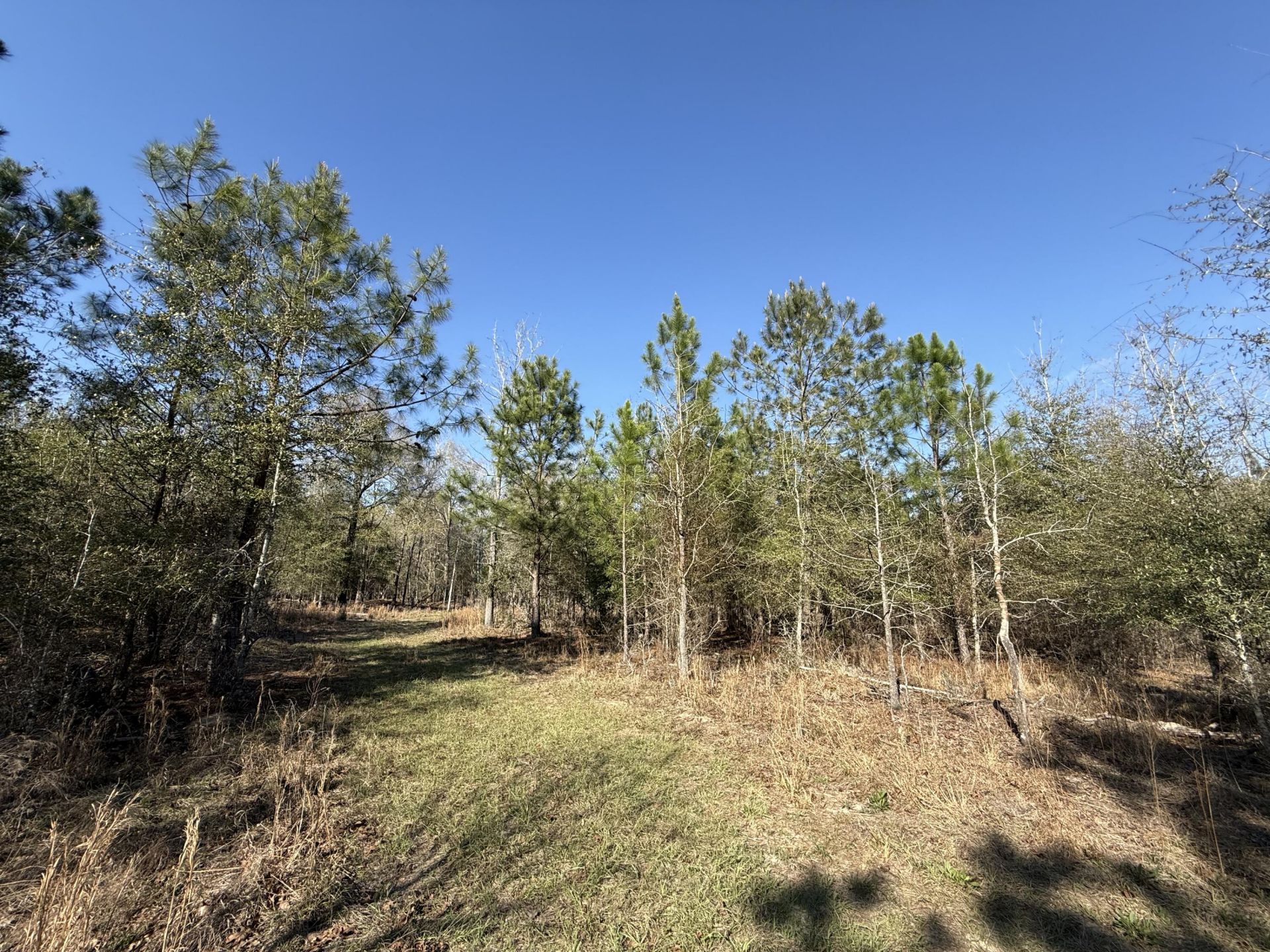 0000 S Carolina 3 Photo 11