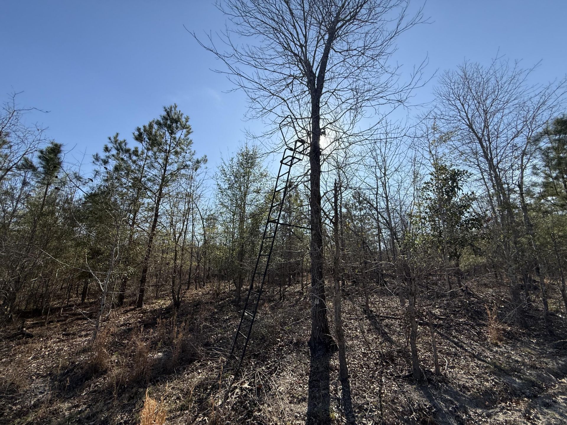 0000 S Carolina 3 Photo 16