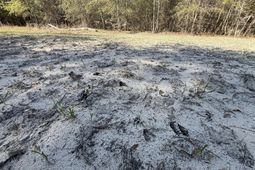 0000 S Carolina 3 photo 4