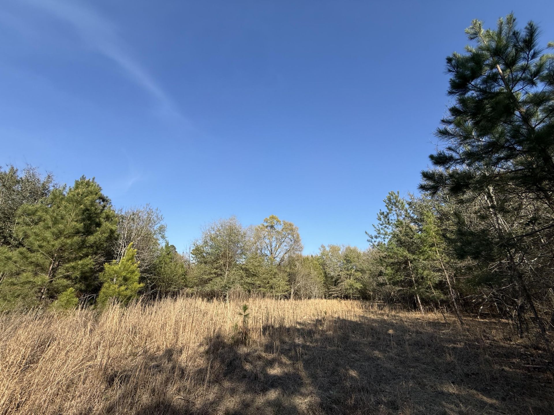 0000 S Carolina 3 Photo 33