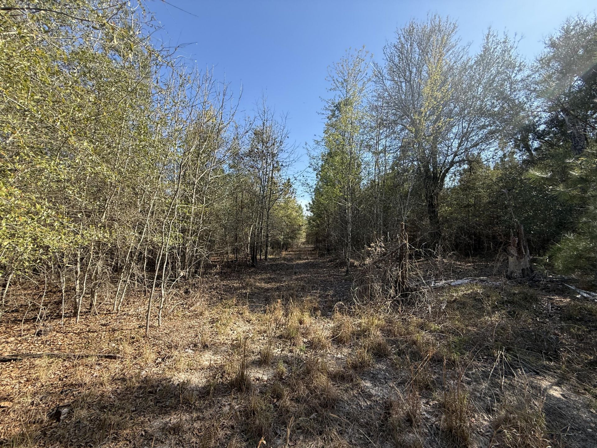 0000 S Carolina 3 Photo 4