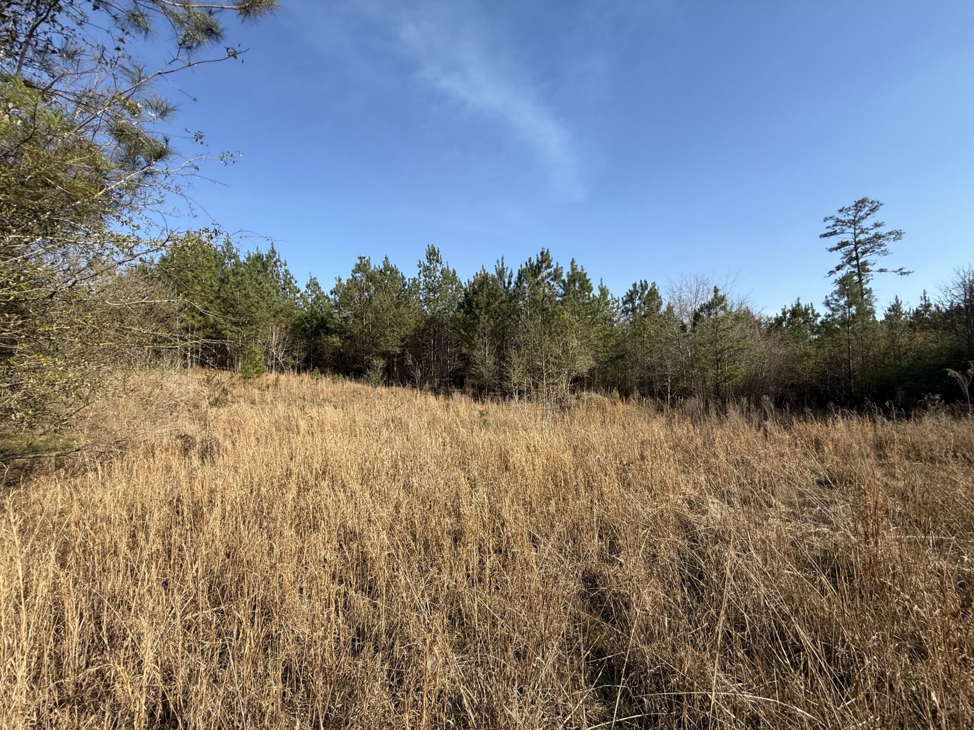 0000 S Carolina 3 Photo 41