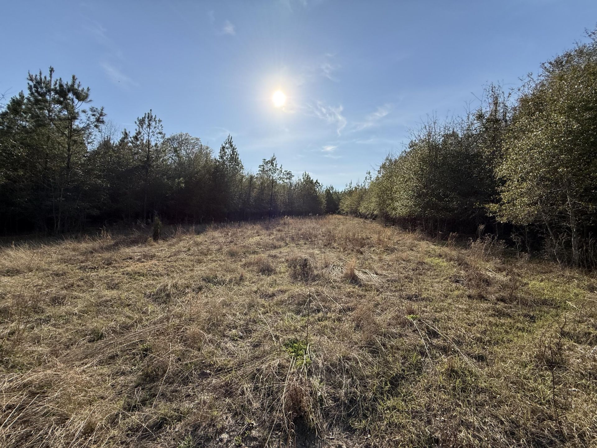 0000 S Carolina 3 Photo 42