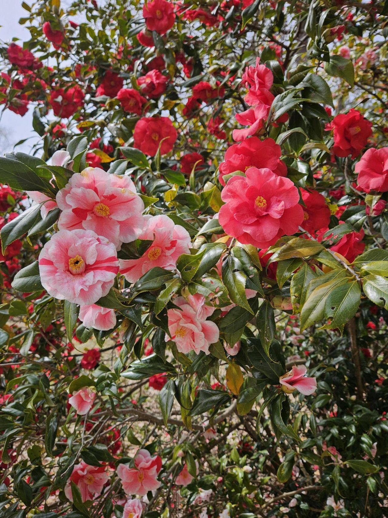 2340 Ashley River Road Photo 51