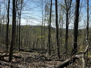 999 Chop Chestnut Road, Stanton, KY 40380