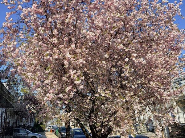 450 LEVERINGTON AVENUE, PHILADELPHIA, PA 19128