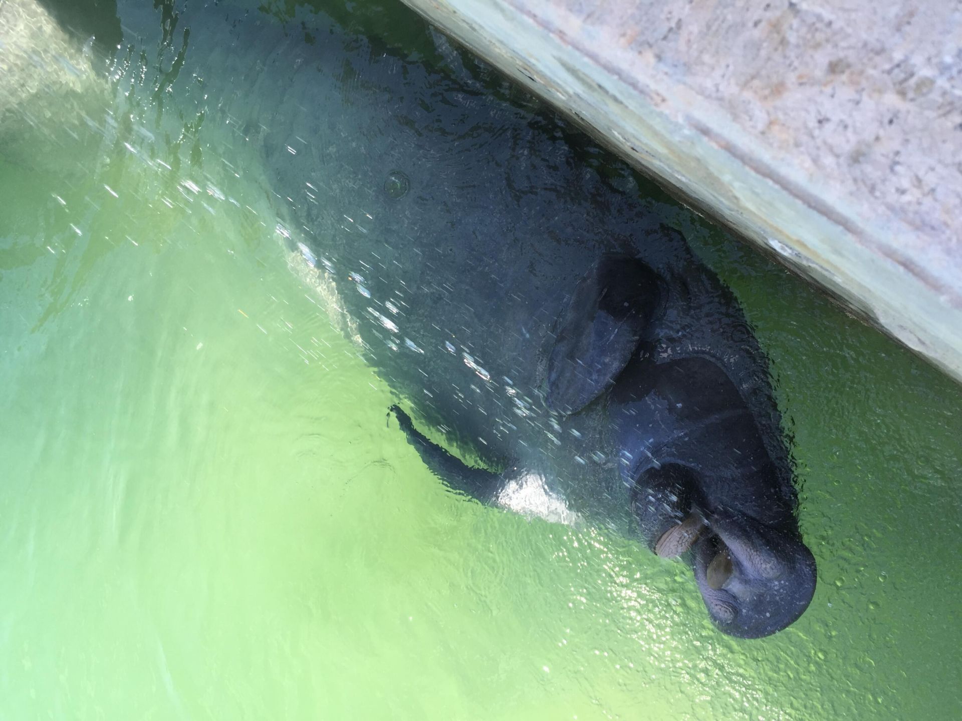 637 E Caribbean Drive, Summerland Key, FL 33042 Photo