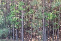 0 Lebanon Road photo 4