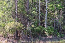 0 Lebanon Road photo 4