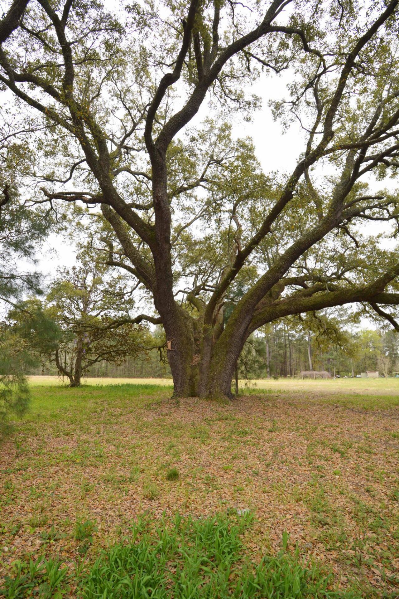 0 Morrisville Road Photo 5