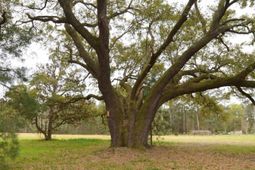 0 Morrisville Road photo 4