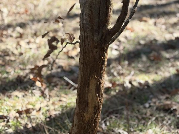 11330 Mississippi 429 , Kosciusko, MS 39090