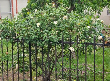 329 S Stockton Ave, Ripon, CA 95366 Photo