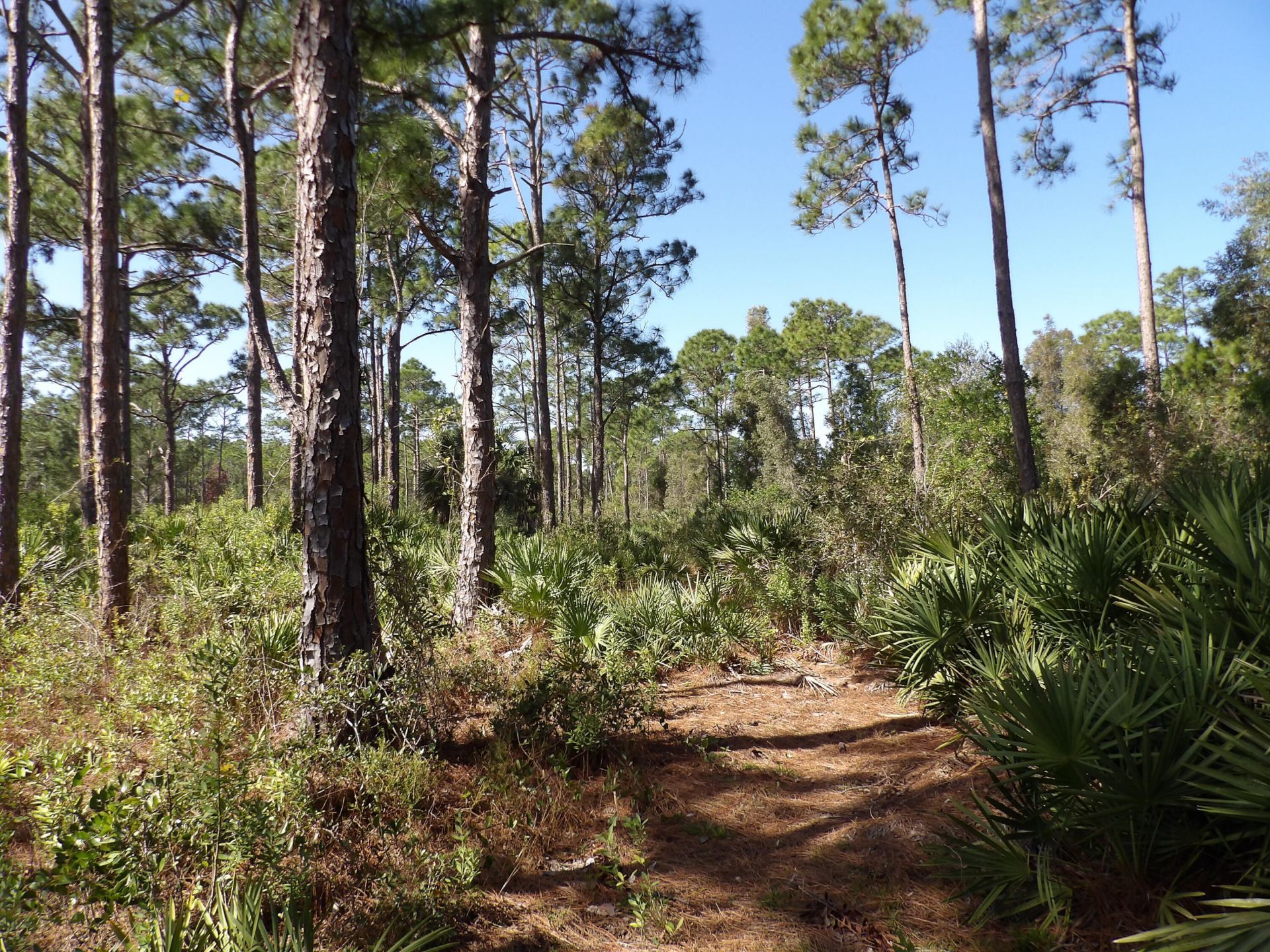 00 Bald Cypress Trail, Fort Pierce, FL 34951 Photo
