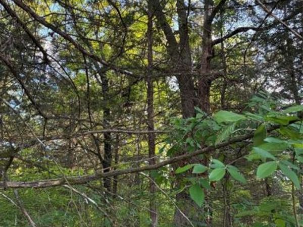 2900 Mc Burnett Dr , Honey Grove, TX 75446