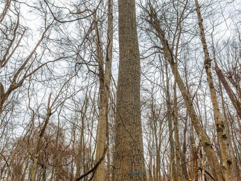 Pledge Road, Carrollton, OH 44615 Photo 18