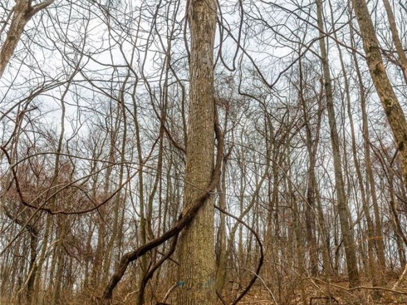 Pledge Road, Carrollton, OH 44615 Photo 20