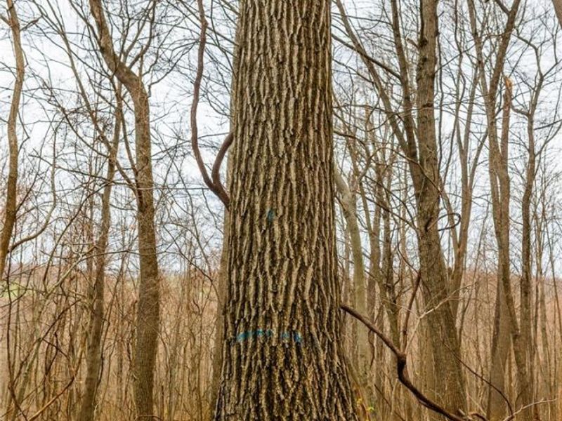 Pledge Road, Carrollton, OH 44615 Photo 23